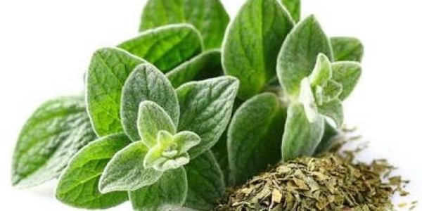 تصویر 5 از خرید و قیمت گیاه دارویی پونه + فروش صادراتی
